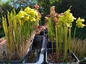Sarracenia sp.