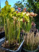 Sarracenia sp.