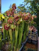 Sarracenia sp.