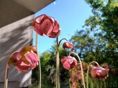 Sarracenia sp.