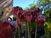 Sarracenia sp.