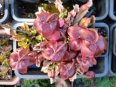 Sarracenia sp.
