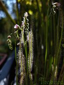 Drosera filiformis