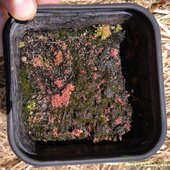 Drosera filiformis