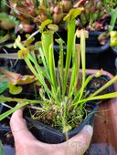 Sarracenia sp.