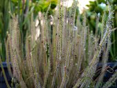 Drosera filiformis
