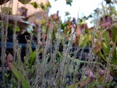 Drosera filiformis