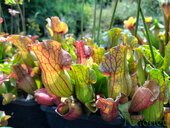 Sarracenia sp.