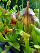 Sarracenia sp.