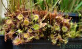 Drosera rotundifolia