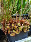 Drosera rotundifolia