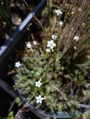 Drosera intermedia