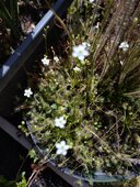 Drosera intermedia