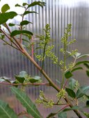 Schinus terebinthifolia