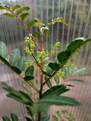 Schinus terebinthifolia