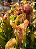Sarracenia sp.