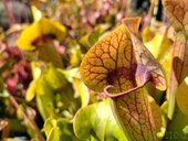Sarracenia sp.