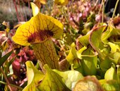 Sarracenia sp.