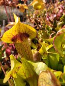 Sarracenia sp.