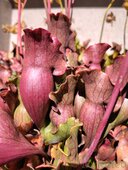 Sarracenia sp.