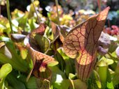 Sarracenia sp.