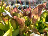 Sarracenia sp.