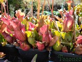 Sarracenia sp.