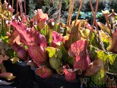 Sarracenia sp.
