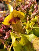 Sarracenia sp.
