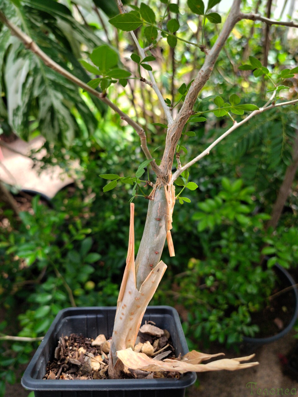 Комифора Commiphora sp.