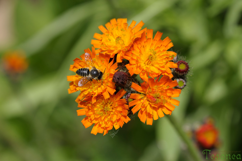 Оранжева рунянка Hieracium aurantiacum