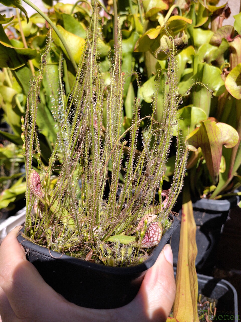 Drosera filiformis