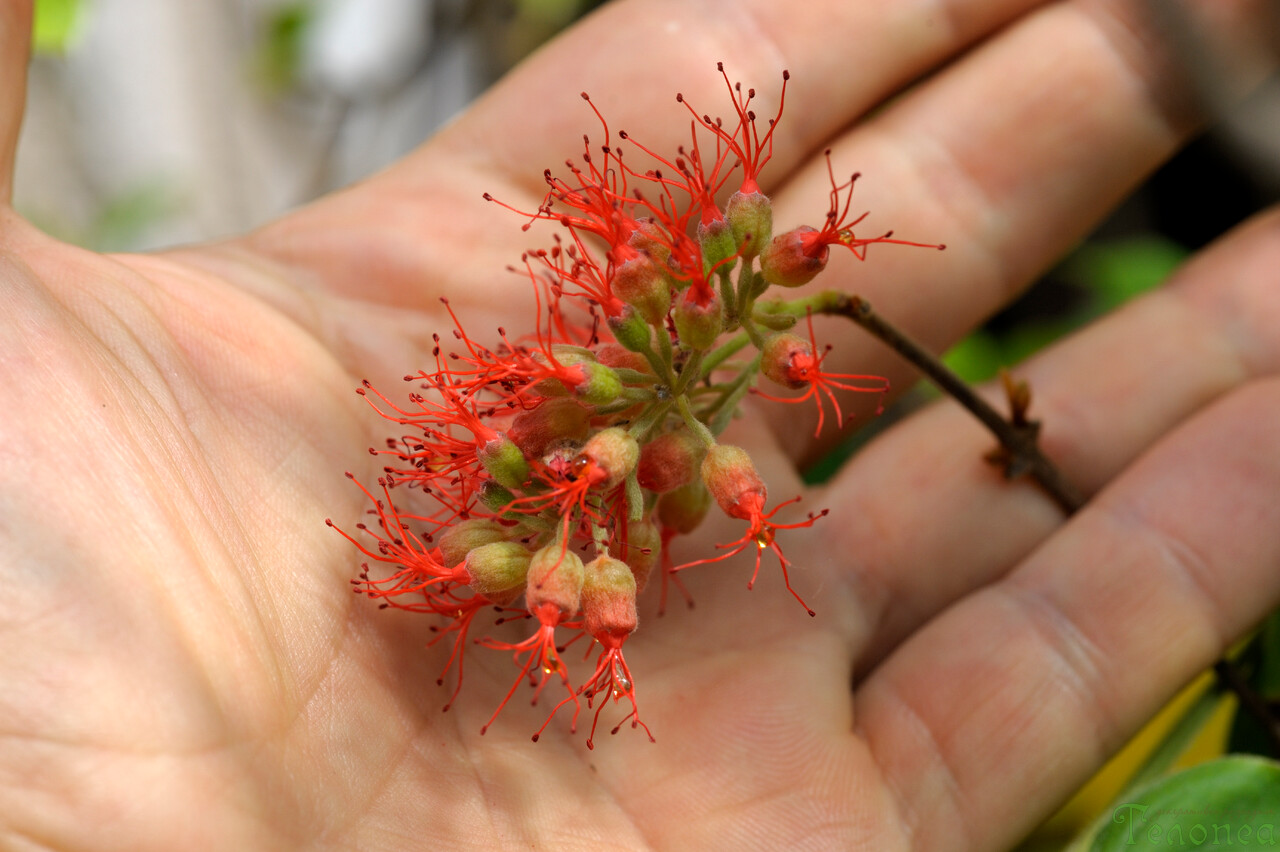 Комбретум микрофилум Combretum microphyllum