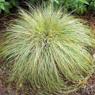 Carex albula