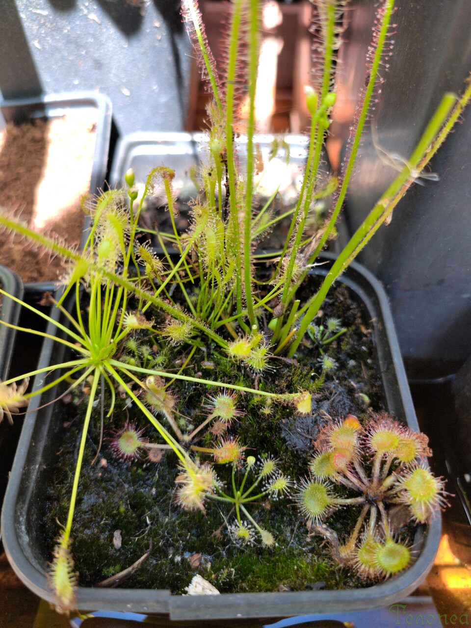 Кръглолистна росянка Drosera rotundifolia