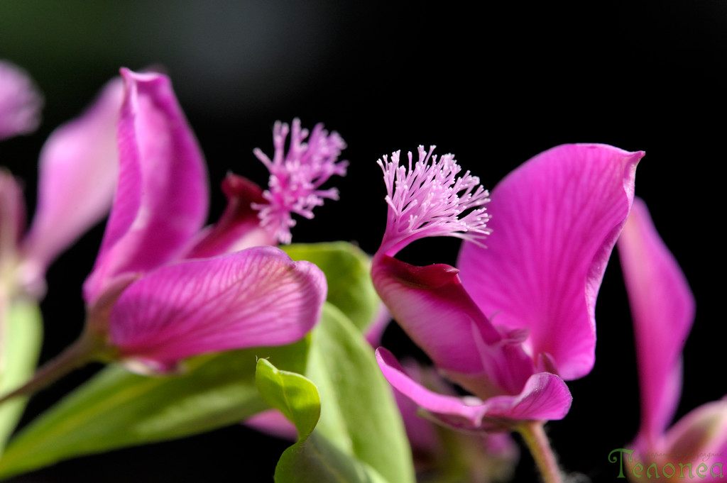 Полигала миртифолия Polygala myrtifolia