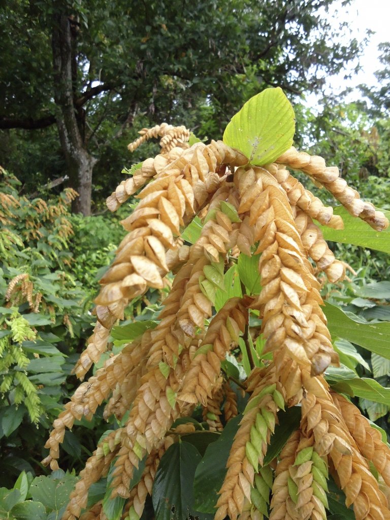 Flemingia strobilifera