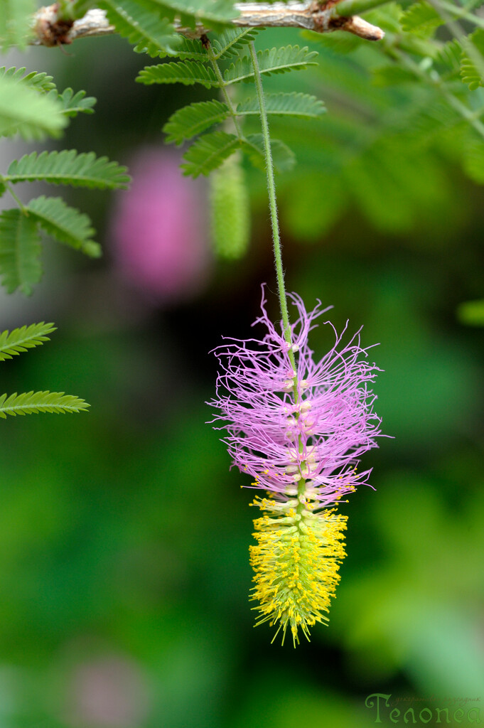 Dichrostachys cinerea