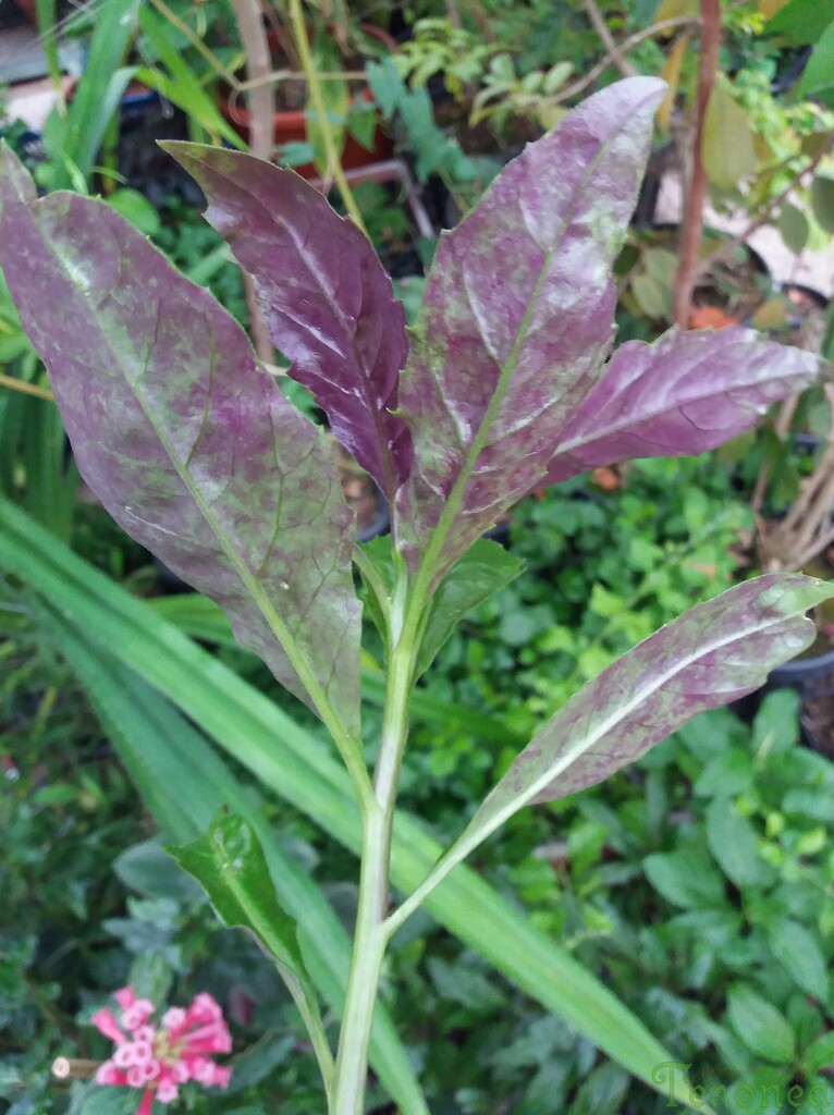 Gynura crepioides