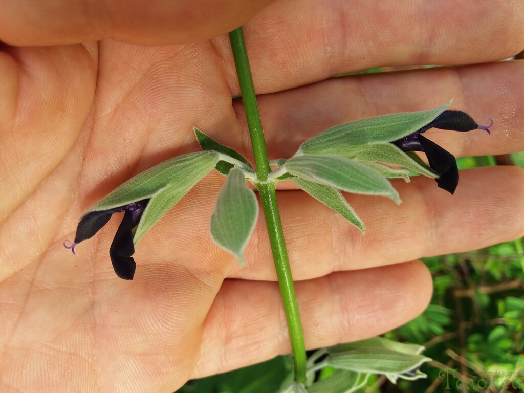 Salvia discolor