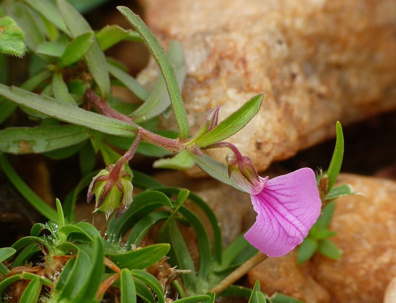 Hybanthus enneaspermus