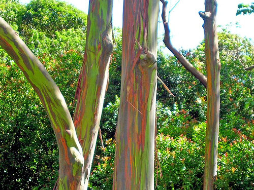 Евкалипт делгупта Eucalyptus deglupta