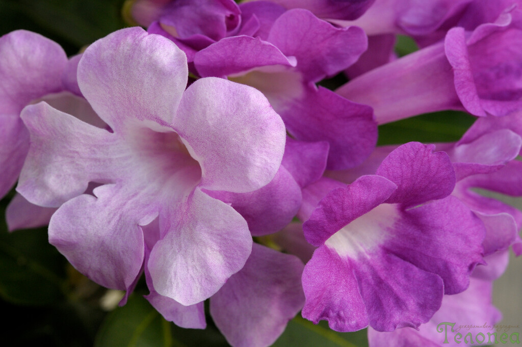Мансоа алиацея Mansoa alliacea