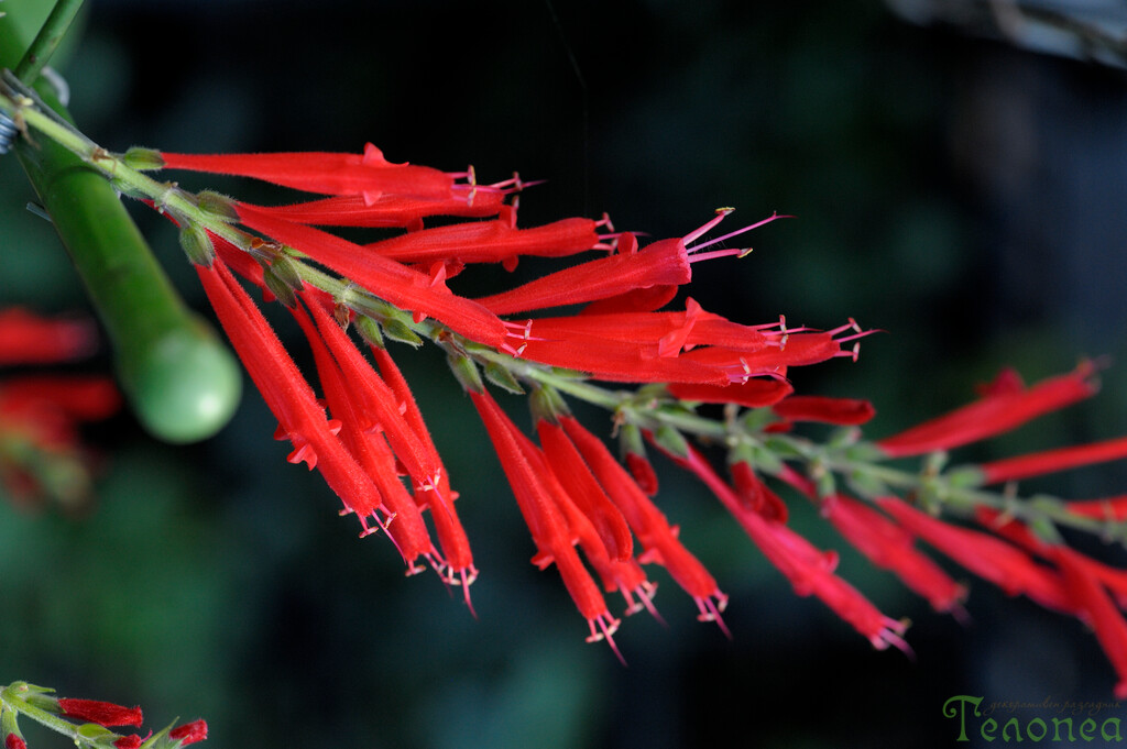 Salvia rutilans