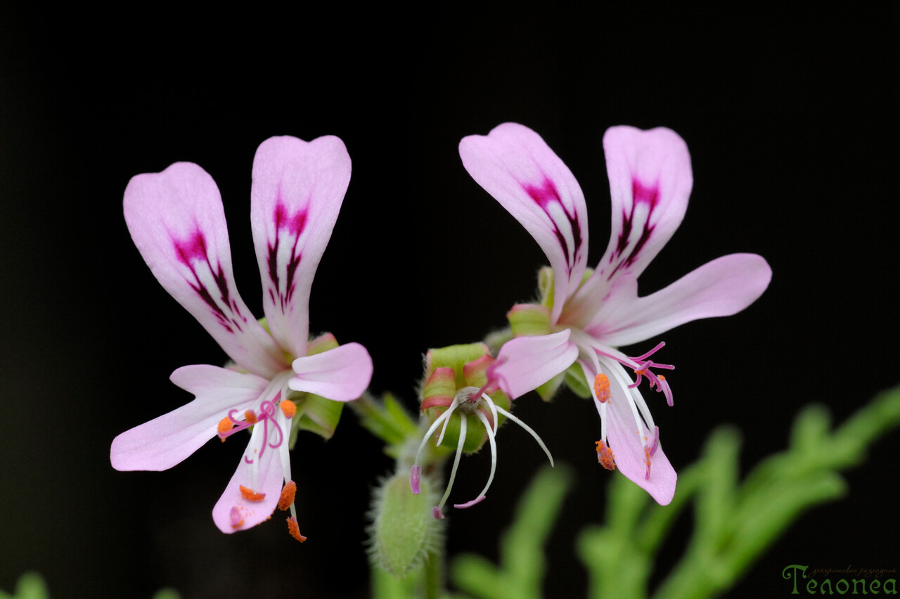 Пеларгониум раденс Pelargonium radens