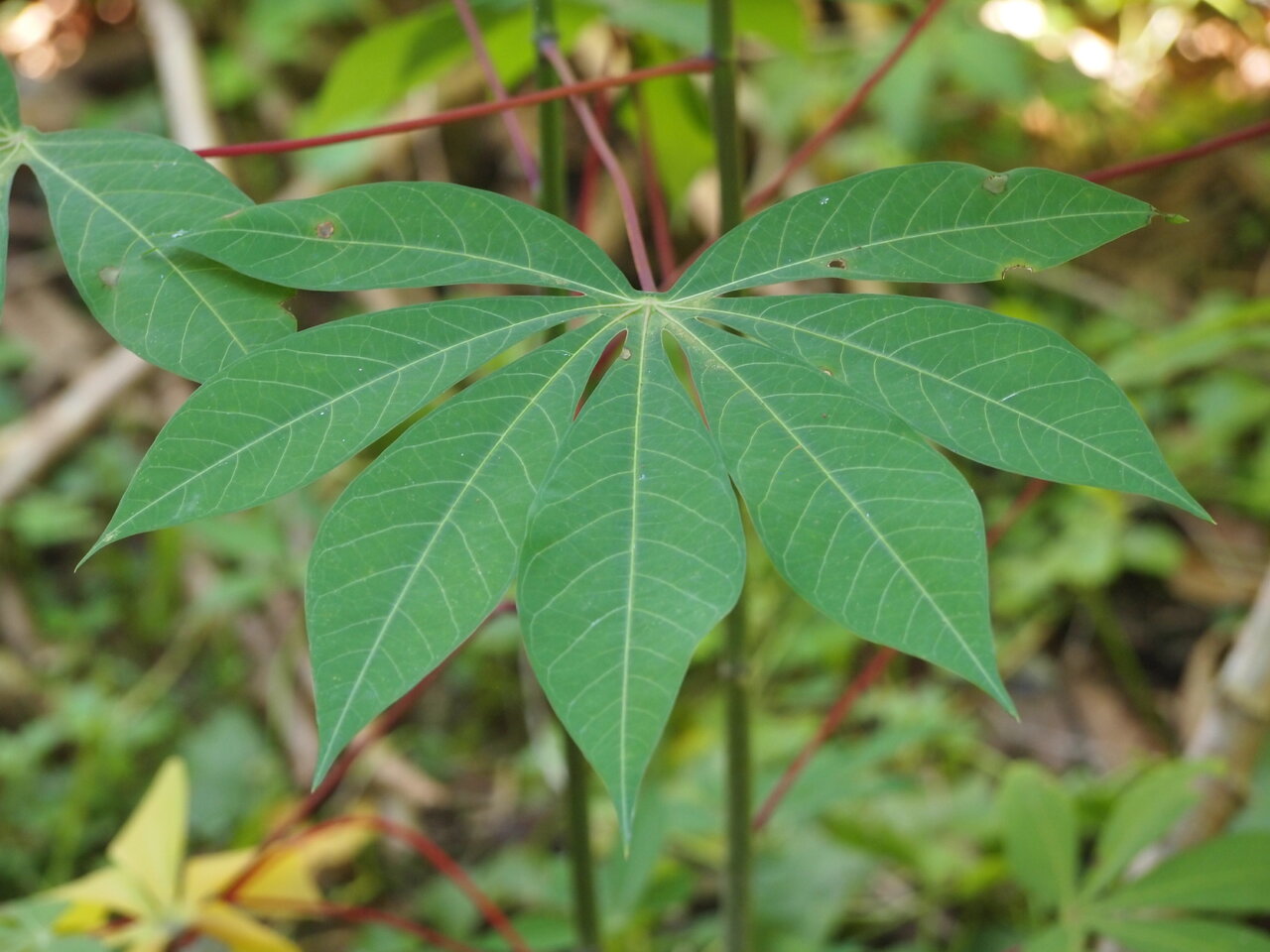 Тапиока Manihot esculenta