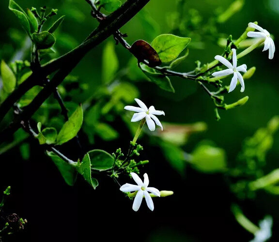 Жасминум трихотомум Jasminum trichotomum