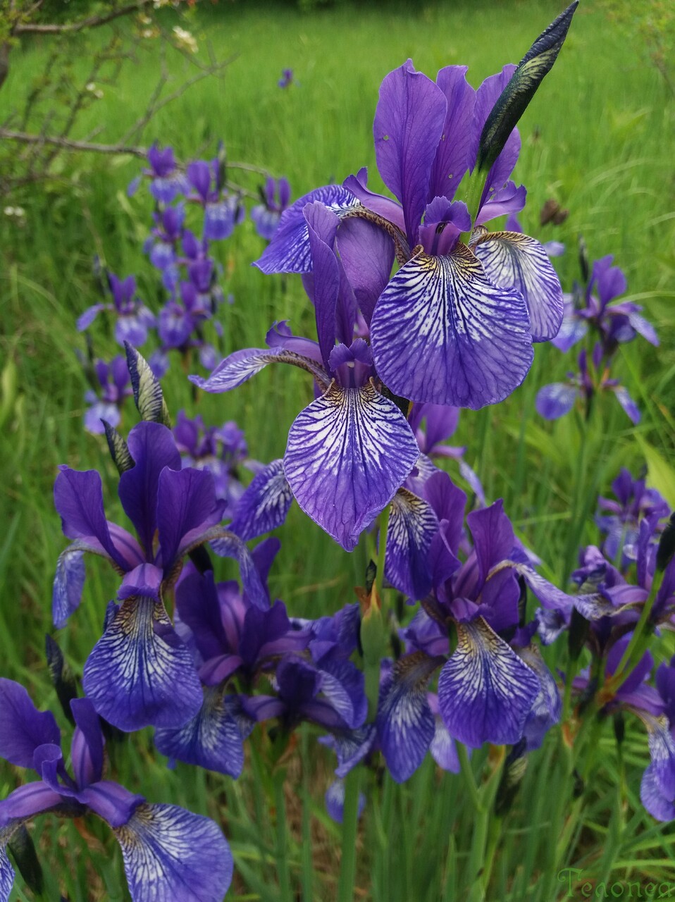 Iris sibirica