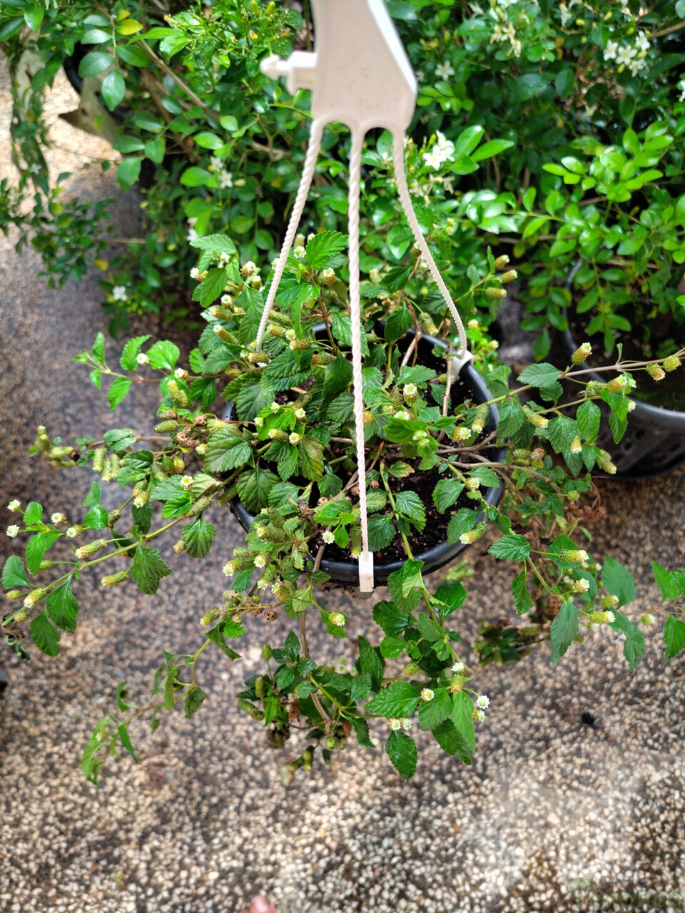 Lippia dulcis