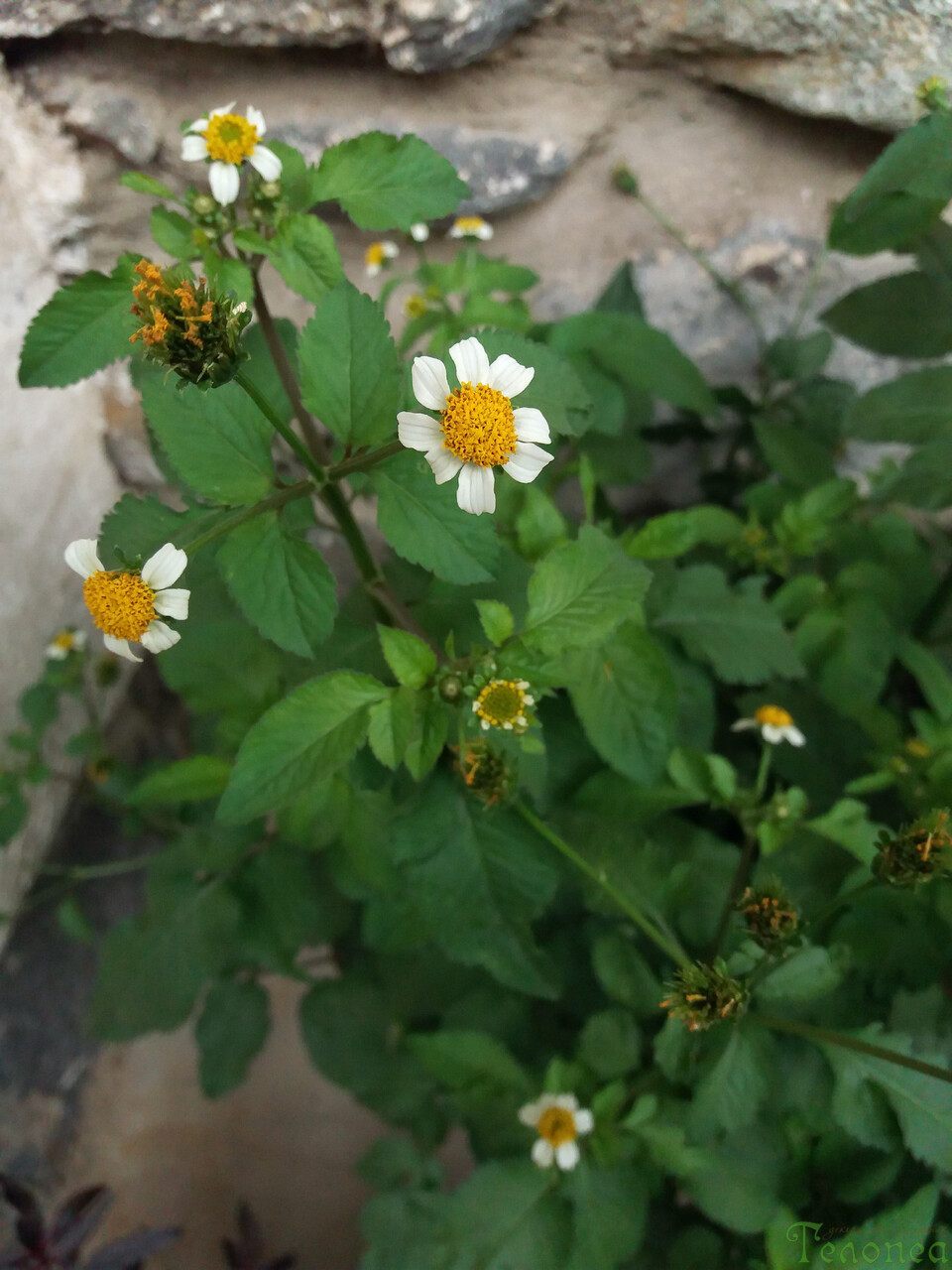 Биденс пилоза Bidens pilosa